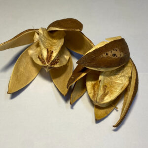 Wild Lily Head Pack of 5 (Labelled and barcoded)