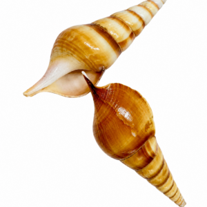 Shells Red Eluthani Single