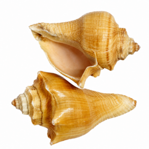 Shells Red Mulli Single