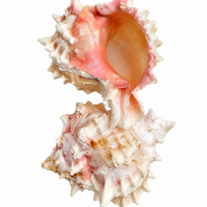 Shells Pink Murex Single