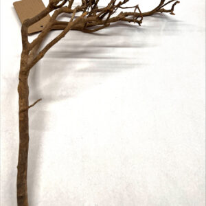 Tea Tree Branch 35-50cm